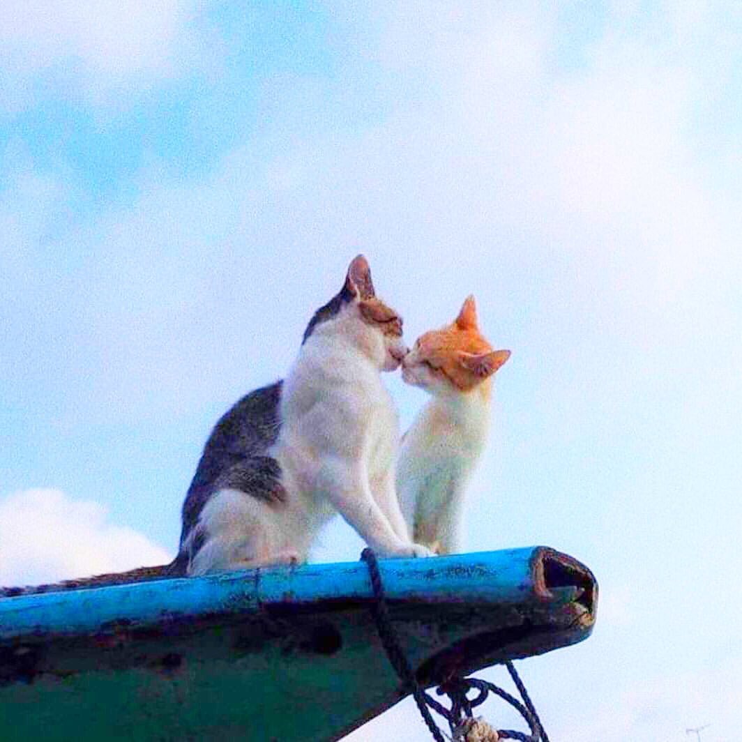 Kelakuan Pasangan Kucing Yang Suka Bikin Iri Orang Dengan Status Single